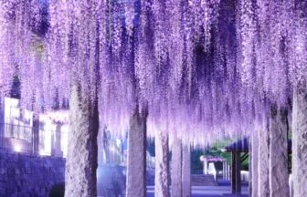 群馬県藤岡市 ライトアップされたふじの咲く丘の藤棚