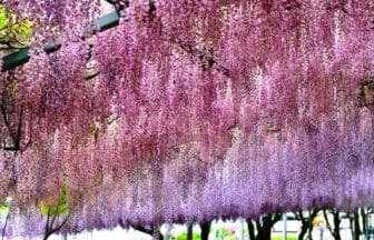 大分県宇佐市 西日本屈指の規模を誇る千財農園の広大な藤棚