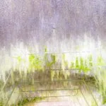 岩手県奥州市 えさし藤原の郷の東北最大級の藤のトンネル