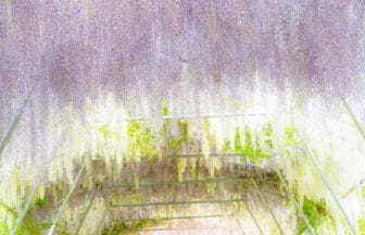 岩手県奥州市 えさし藤原の郷の東北最大級の藤のトンネル