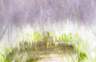 岩手県奥州市 えさし藤原の郷の東北最大級の藤のトンネル