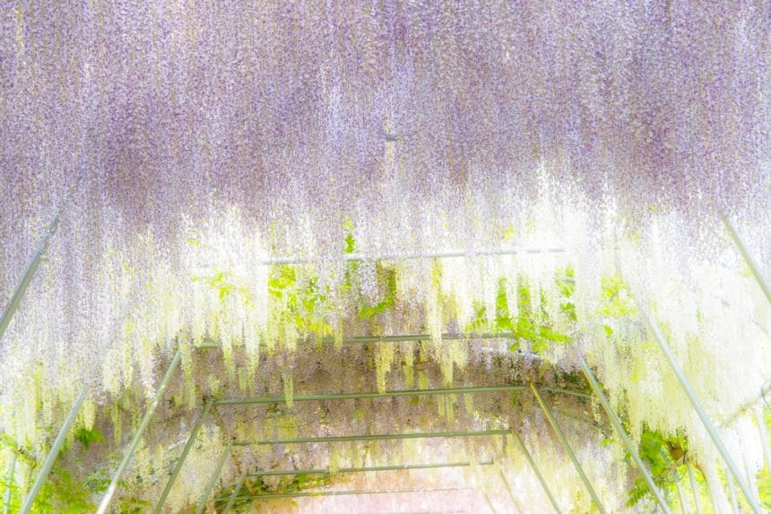 岩手県奥州市 えさし藤原の郷の東北最大級の藤のトンネル