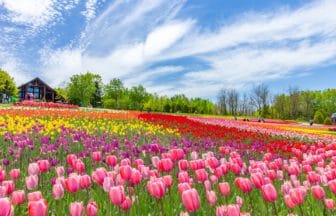 北海道札幌市 国営滝野すずらん丘陵公園に広がる色鮮やかなチューリップ畑