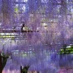 岡山県和気町 藤公園の全長500メートルに及ぶ美しい藤棚