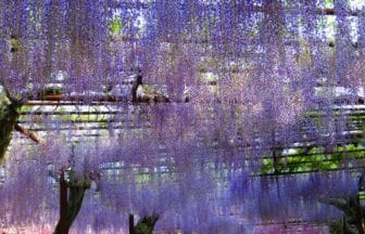 岡山県和気町 藤公園の全長500メートルに及ぶ美しい藤棚