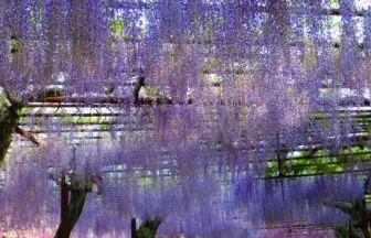 岡山県和気町 藤公園の全長500メートルに及ぶ美しい藤棚