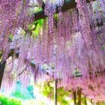 兵庫県朝来市 白井大町藤公園の山陰随一の見事な藤棚の絶景