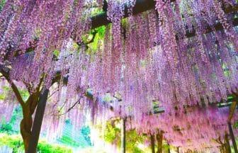 兵庫県朝来市 白井大町藤公園の山陰随一の見事な藤棚の絶景