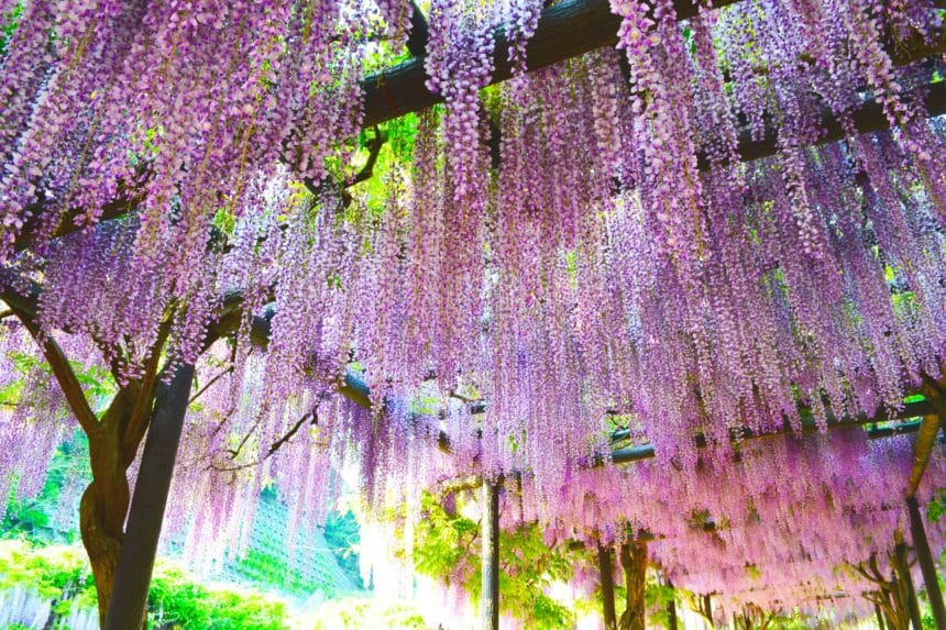 兵庫県朝来市 白井大町藤公園の山陰随一の見事な藤棚の絶景