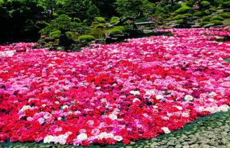 島根県松江市 3万輪の牡丹が池を赤や白に染め上げる由志園の池泉牡丹