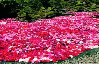 島根県松江市 3万輪の牡丹が池を赤や白に染め上げる由志園の池泉牡丹