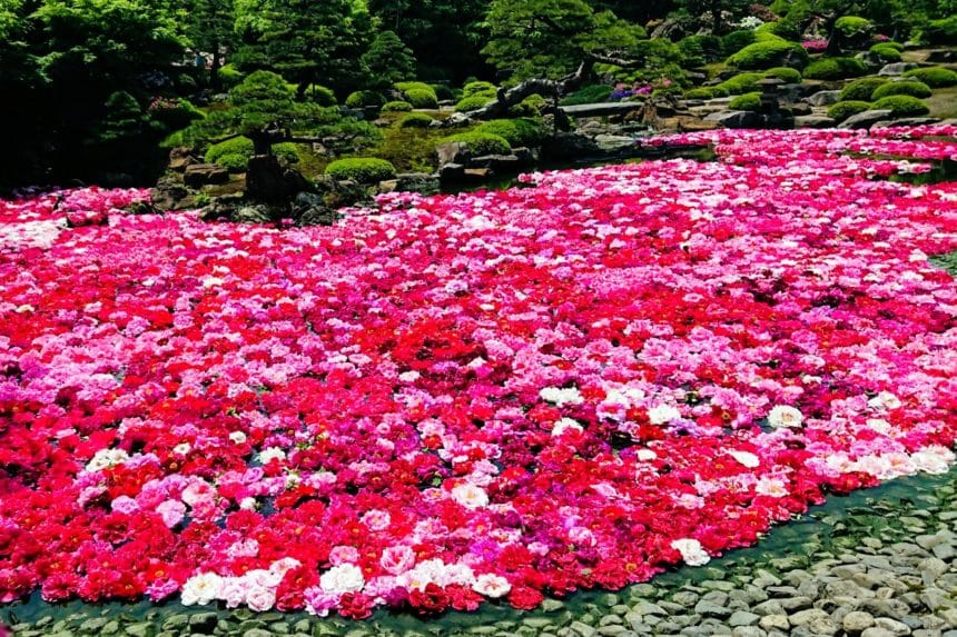 島根県松江市 3万輪の牡丹が池を赤や白に染め上げる由志園の池泉牡丹