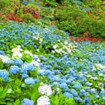沖縄県本部町 約30万輪のブルーの花が覆い尽くすよへなあじさい園の紫陽花