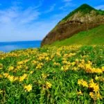 新潟県佐渡市 初夏の大野亀の斜面を黄色く彩る約100万本のトビシマカンゾウ