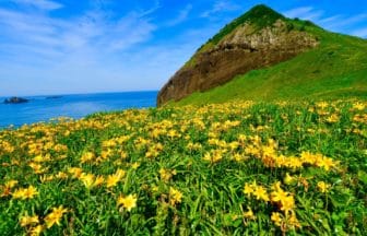 新潟県佐渡市 初夏の大野亀の斜面を黄色く彩る約100万本のトビシマカンゾウ