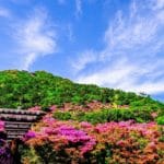 長崎県雲仙市 雲仙仁田峠の山肌を色鮮やかに染め上げるミヤマキリシマ