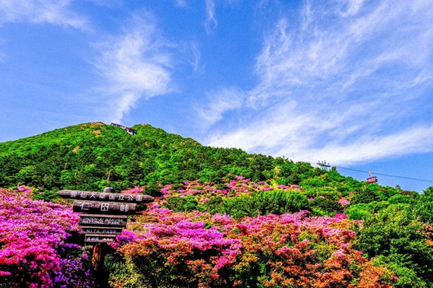 長崎県雲仙市 雲仙仁田峠の山肌を色鮮やかに染め上げるミヤマキリシマ