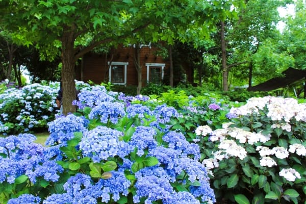 The Day Osaka（旧ホテル・ロッジ舞洲）のアジサイ