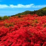 宮城県気仙沼市 約50万本のツツジが山肌を赤く染め上げる徳仙丈山