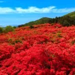 宮城県気仙沼市 約50万本のツツジが山肌を赤く染め上げる徳仙丈山