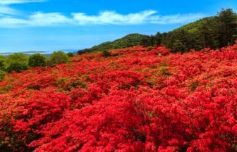 宮城県気仙沼市 約50万本のツツジが山肌を赤く染め上げる徳仙丈山