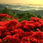 岩手県一関市 標高895mの山頂付近の山肌を真っ赤に染め上げる室根山のツツジ