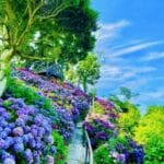 宮崎県門川町 青空の基で咲き誇る桃源郷岬の紫陽花