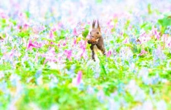 北海道浦臼町 エゾエンゴサクとカタクリが美しく咲き誇る浦臼神社の花畑とエゾリス