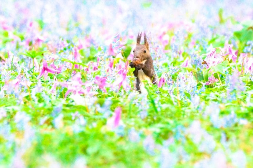北海道浦臼町 エゾエンゴサクとカタクリが美しく咲き誇る浦臼神社の花畑とエゾリス