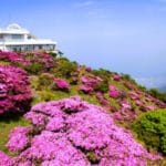大分県別府市 鶴見岳の山肌を美しくピンク色に染め上げる初夏のミヤマキリシマ