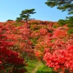 福島県小野町 標高884mの高柴山山頂を真っ赤に染め上げる約3万株のヤマツツジ