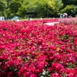 岐阜県可児市 約6000品種20000株のバラが植栽された世界最大級のぎふワールド・ローズガーデン