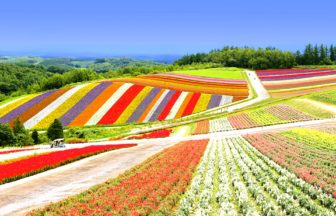 北海道美瑛町 色とりどりの花々がストライプ状に咲き誇る展望花畑四季彩の丘の絶景