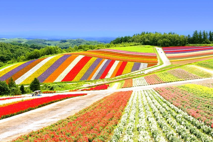 北海道美瑛町 色とりどりの花々がストライプ状に咲き誇る展望花畑四季彩の丘の絶景