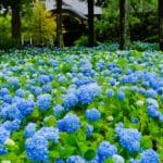 秋田県男鹿市 紫陽花が境内を青一色に染め上げる雲昌寺