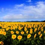 岡山県笠岡市 約13haの広大な敷地に約100万本が咲き誇る笠岡ベイファームのひまわり畑