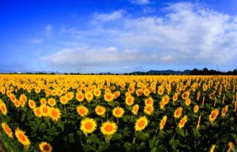 岡山県笠岡市 約13haの広大な敷地に約100万本が咲き誇る笠岡ベイファームのひまわり畑