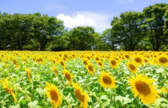 国営昭和記念公園のヒマワリ