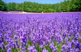 北海道中富良野町 紫色のラベンダーが斜面一面を色鮮やかに染め上げるファーム富田の絶景