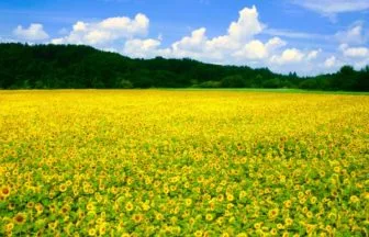 青森・八戸の山の楽校ひまわり畑