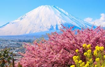 神奈川県松田町 松田山・西平畑公園の満開の河津桜と菜の花越しに望む雄大な富士山