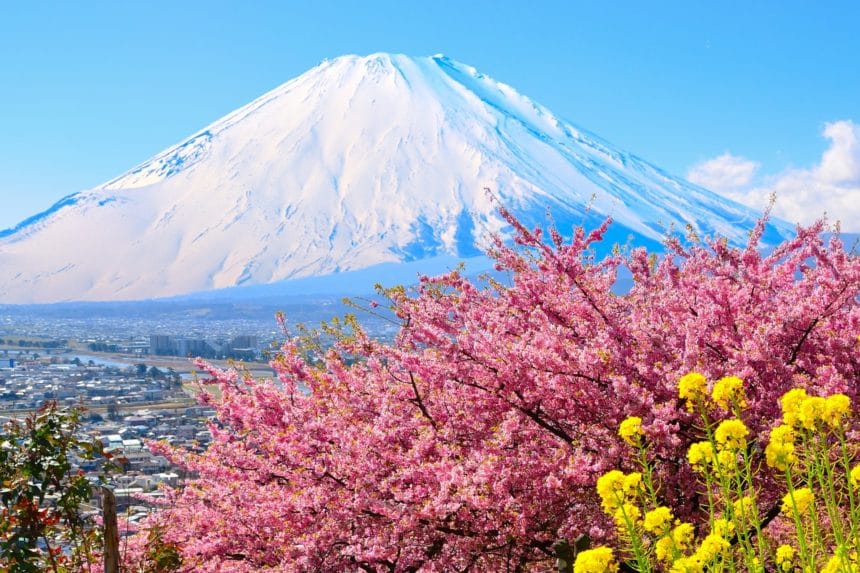 神奈川県松田町 松田山・西平畑公園の満開の河津桜と菜の花越しに望む雄大な富士山