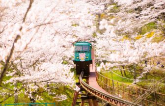 宮城県柴田町 船岡城址公園の桜のトンネルをくぐり抜けながら山頂へと進む人気のスロープカー