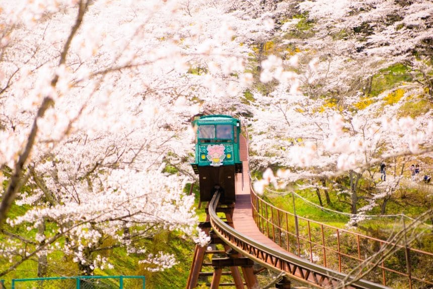 宮城県柴田町 船岡城址公園の桜のトンネルをくぐり抜けながら山頂へと進む人気のスロープカー