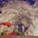 福岡県うきは市 法華原華庭園のライトアップされた満開の身延のしだれ桜