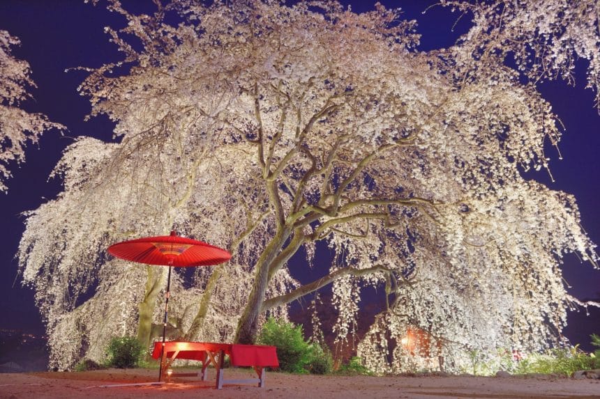 福岡県うきは市 法華原華庭園のライトアップされた満開の身延のしだれ桜