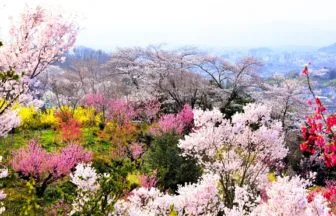 福島県福島市 桃源郷と称される花見山公園に咲き誇る桜や花桃の絶景