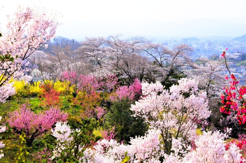 福島県福島市 桃源郷と称される花見山公園に咲き誇る桜や花桃の絶景