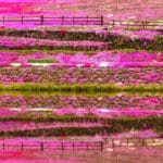 岐阜県郡上市 水面に美しく映り込む國田家の芝桜の絶景