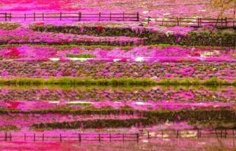 岐阜県郡上市 水面に美しく映り込む國田家の芝桜の絶景